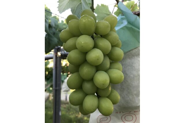 ふるさと納税 「おすすめぶどう三房セット 約2kg（巨峰、シャイン