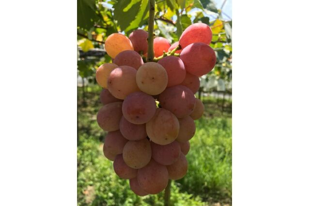 ふるさと納税 「おすすめぶどう三房セット 約2kg（巨峰、シャイン