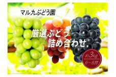 【先行予約】【数量限定】 厳選ぶどう 詰め合わせセット 約3kg 〔2025年8月中旬より順次発送〕