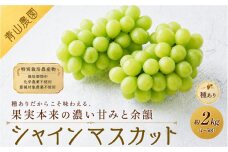 【先行予約】種ありシャインマスカット 約2kg（4〜5房）〔2026年8月上旬より順次発送〕