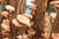 原木しい茸栽培キット