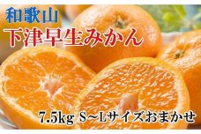 【産直】下津早生みかん7.5kg（S～Lサイズおまかせ）