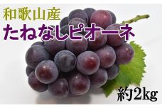 【新鮮・産直】和歌山かつらぎ町産たねなしピオーネ約2kg★2024年8月下旬頃より順次発送