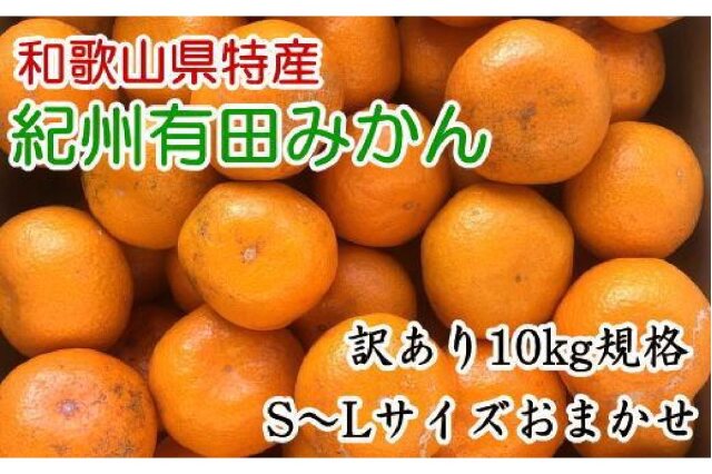 ふるさと納税 「[訳あり]和歌山有田みかん約10kg(S～Lサイズいずれかお届け☆2023年11月中旬頃より順次発送」 和歌山県九度山町  ふるさと納税の「ふるさとぷらす」