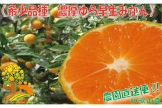 濃厚な味わい ゆら早生みかん約5kg 希少品種《有機質肥料100％》【2024年10月より順次発送】