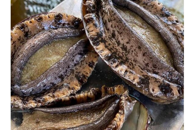 ふるさと納税 「天然活黒アワビ（600g）」 和歌山県九度山町