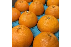 和歌山産 不知火［12玉～24玉］秀品［US63］