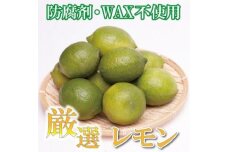 厳選 黒潮レモン3.5kg+105g（傷み補償分）和歌山 有田産＜9月より発送＞