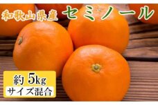 和歌山県産セミノールオレンジ約5kg(サイズ混合　秀品)★2025年4月頃より順次発送【TM146】