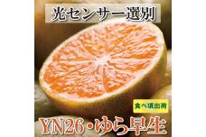 家庭用 極早生有田みかん5kg+150g（傷み補償分）YN26 ゆら早生 訳あり