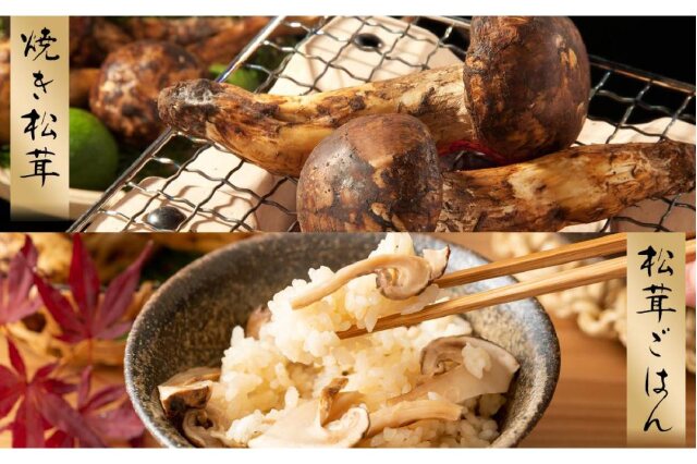 ふるさと納税 「［2026年発送分］希少な国産松茸「高野松茸」200g 香り