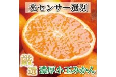 厳選 小玉な有田みかん5kg+150g（傷み補償分）＜11月より発送＞