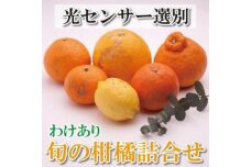 家庭用旬の柑橘詰合せ4kg+120g（傷み補償分）訳あり＜1月より発送＞