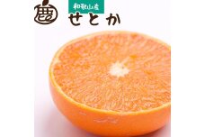 〈令和5年3月～発送〉厳選せとか2.5kg+75g：傷み補償分【柑橘】【光センサー選果・食べ頃出荷】