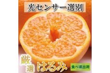 2023年2月～発送　厳選はるみ4.5kg+135g：傷み補償分【新食感春みかん】【光センサー選別】