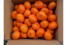 紀州有田みかん 約10kg 2S～2Lいずれか ご家庭用 キズアリ［SL51］