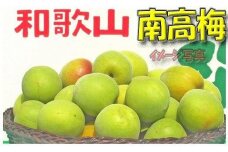 【梅干・梅酒用】（LまたはM－2Kg）熟南高梅＜2025年6月上旬～7月7日発送予定＞