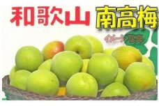 【梅干・梅酒用】（LまたはM－10Kg）熟南高梅＜2025年6月上旬～7月7日発送予定＞