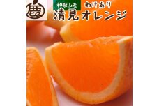 家庭用清見オレンジ5kg+150g（傷み補償分）訳あり＜2月より発送＞