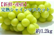 新鮮・産直 和歌山県産完熟シャインマスカット約1.2kg 2025年8月下旬頃順次発送【TM182】