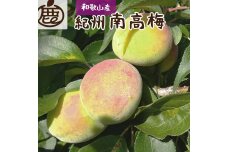 厳選 紀州南高梅(青梅)2kg+250g（傷み補償分）【梅干し・梅酒・梅ジュース】［IKE114］