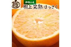 厳選樹上完熟はっさく4kg+120g（傷み補償分）＜4月より発送＞