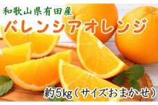 和歌山県有田産バレンシアオレンジ約5kg（サイズおまかせ）
