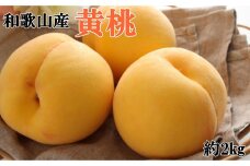 人気 和歌山県産 黄桃（つきあかり、ゆめおうみ）約2kg【数量限定】★2025年発送★【TM177】