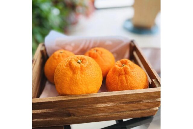 希少な柑橘!紀州有田産ブラッドオレンジ約3kg 