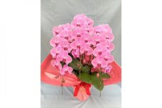 胡蝶蘭　3本立　ピンク　３３輪前後（蕾含む）
