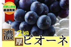 種なし ピオーネ 約2kg ぶどう 和歌山産 【甘さとみずみずしさが自慢】8月下旬から9月中旬発送