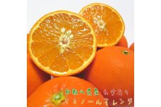 わけありセミノールオレンジ　５kg【和歌山県産】【訳あり】【2024年4月上旬～5月中旬配送】