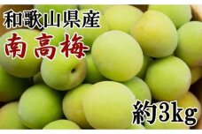 【和歌山名産】南高梅約3kg（サイズ混合）・秀品【2024年6月より順次発送】