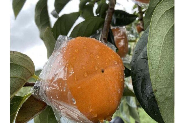 ふるさと納税 「黒くて甘い 紀の川柿 2kg ☆和歌山県オリジナル