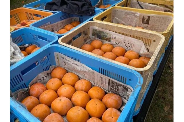 ふるさと納税 「黒くて甘い 紀の川柿 2kg ☆和歌山県オリジナル