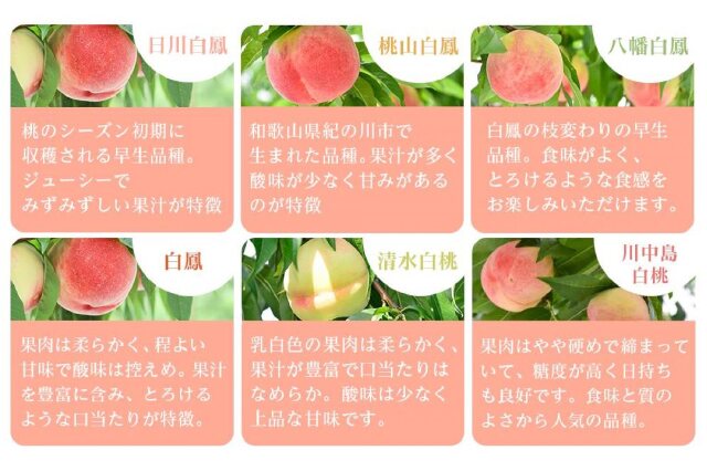 高級摘果桃　加工25キロ 2026年出荷分先行予約】福島県産 夏冬の定期便 桃とあんぽ柿の伊達市の