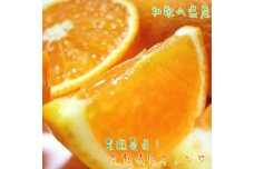 有田育ちの 完熟 清見 オレンジ（ご家庭用）約3kg［先行予約］［MS32］