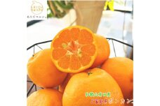 有田育ちの 完熟 ポンカン（ご家庭用）約3kg［先行予約］［MS44］