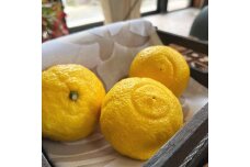 有田育ちの 完熟 はるかみかん（ご家庭用）約3kg［先行予約］［MS52］