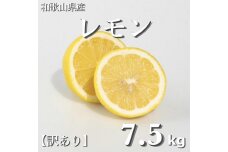 和歌山産 レモン 7.5kg  【訳あり】 【US2】