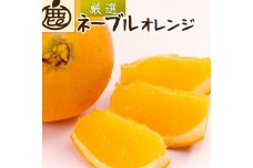 ＜2月より発送＞厳選 ネーブルオレンジ7.5kg+225g（傷み補償分）