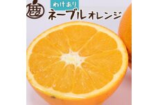 ＜2月より発送＞家庭用 ネーブルオレンジ5kg+150g（傷み補償分）【訳あり・わけあり】