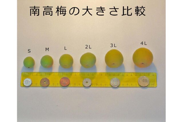 ふるさと納税 「【梅干・梅酒用】大玉4Lサイズ約10kg熟南高 生梅 赤秀品＜2025年6月上旬～7月7日発送予定＞」 和歌山県九度山町 -  ふるさと納税の「ふるさとぷらす」