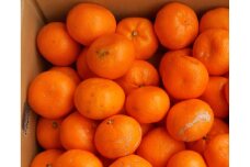 紀州有田みかん 約5kg 2S～2Lいずれか ご家庭用 キズアリ［SL53］