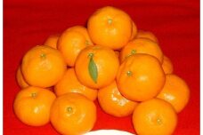 紀州有田みかん 約10kg 2Lサイズ(大玉)［SL44］
