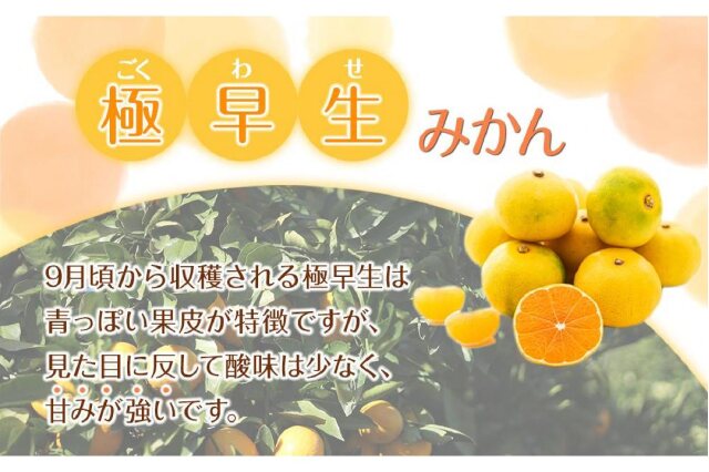 専用ページ オレンジ ふるさと納税】【選べる容量・サイズ】 先行予約 訳あり 森本