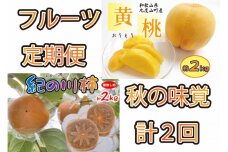 秋の味覚フルーツ定期便 黄桃(黄貴妃)約2kg＆紀の川柿 約2kg【9月・10～11月の計2回発送】