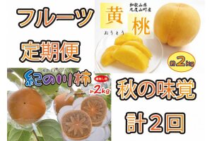 秋の味覚フルーツ定期便 黄桃(黄貴妃)約2kg＆紀の川柿 約2kg【9月・10～11月の計2回発送】