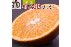 厳選 樹上完熟はっさく 10kg+250g（傷み補償分）【有田の春みかん・五月八朔・木生りはっさく】