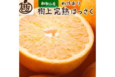 ［先行予約］家庭用 樹上完熟はっさく2.5kg+250g（傷み補償分）［訳あり・わけあり］
